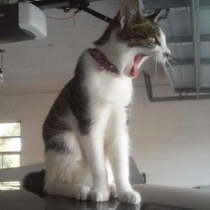 Meet your Posher, Abigail